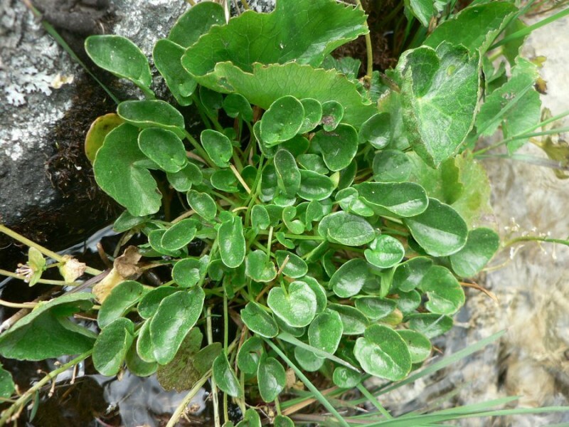 Cochlearia pyrenaica
