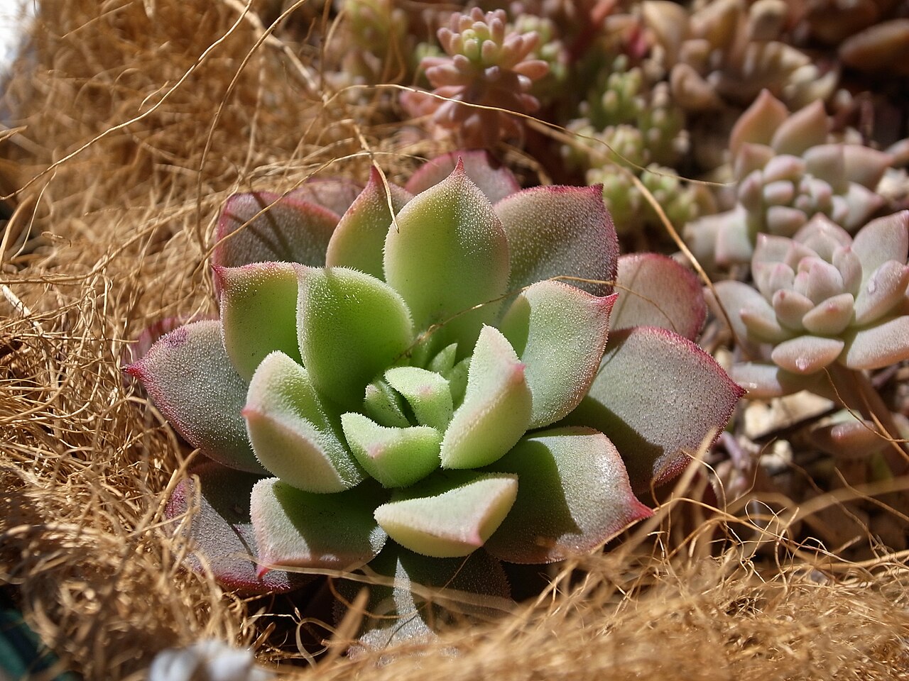 Echeveria quitensis