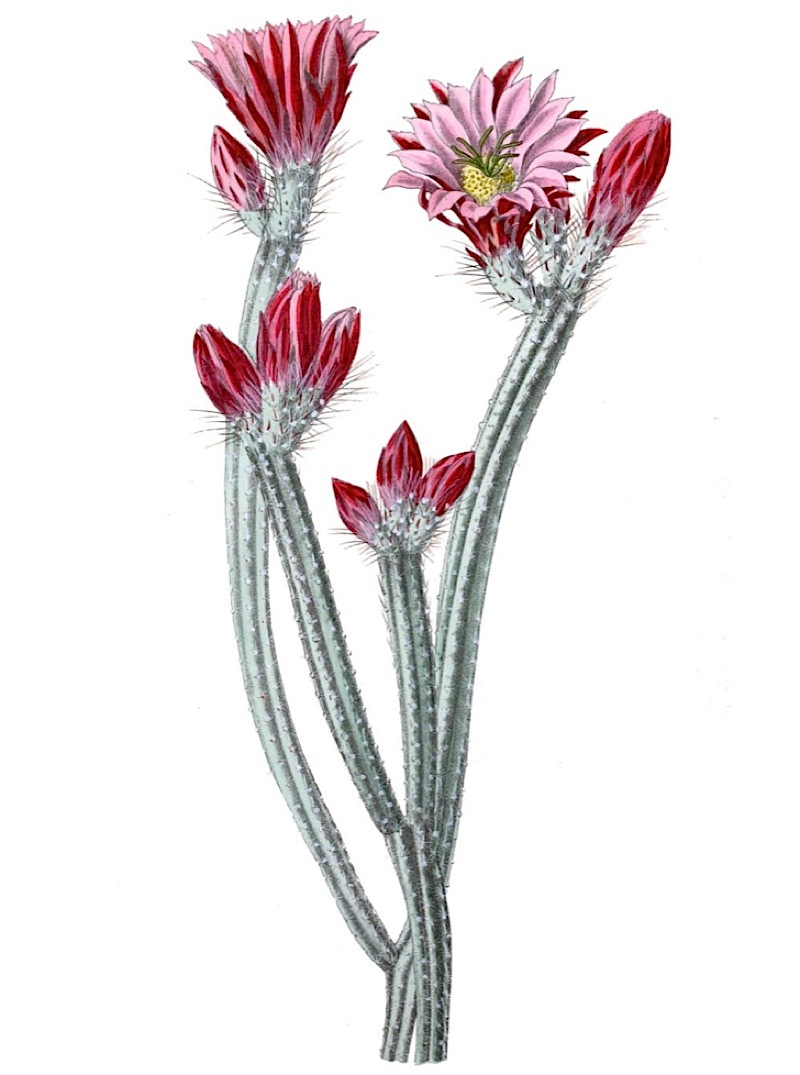 Echinocereus poselgeri