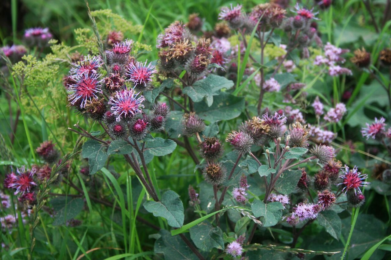 Arctium palladini
