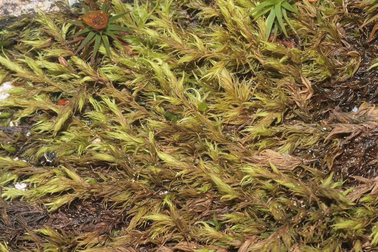 Codriophorus fascicularis
