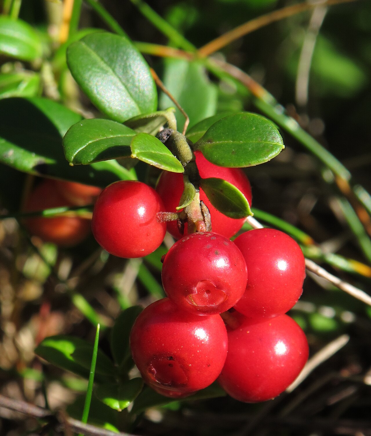 Vaccinium vitis-idaea