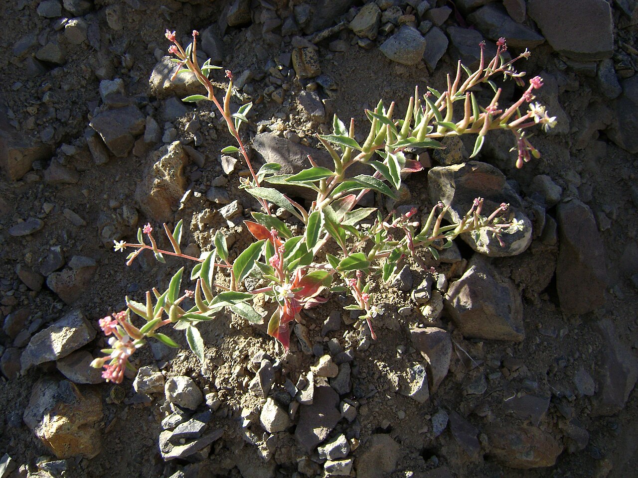 Eremothera pygmaea
