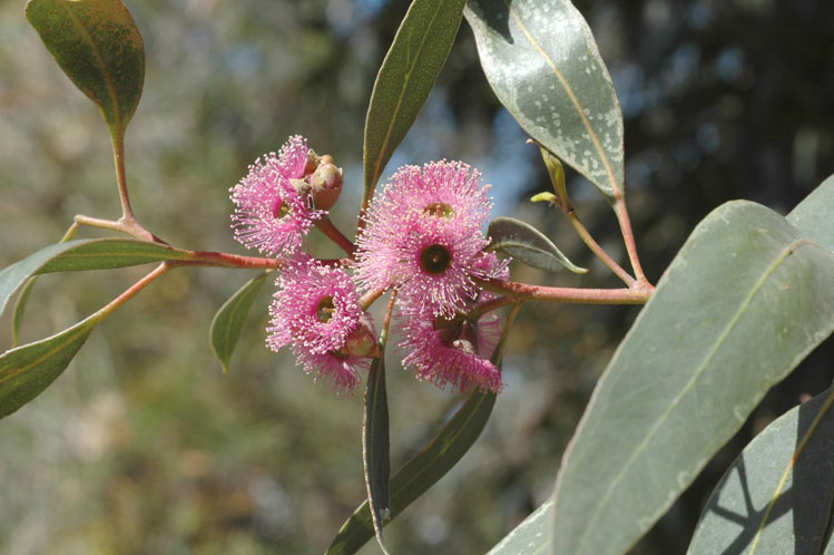 Eucalyptus albopurpurea