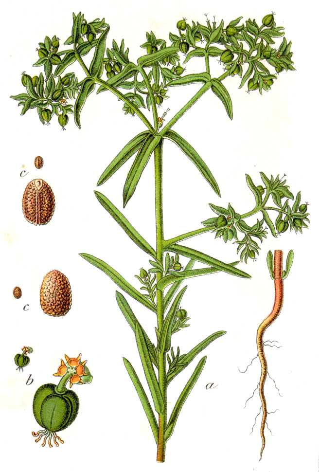 Euphorbia exigua