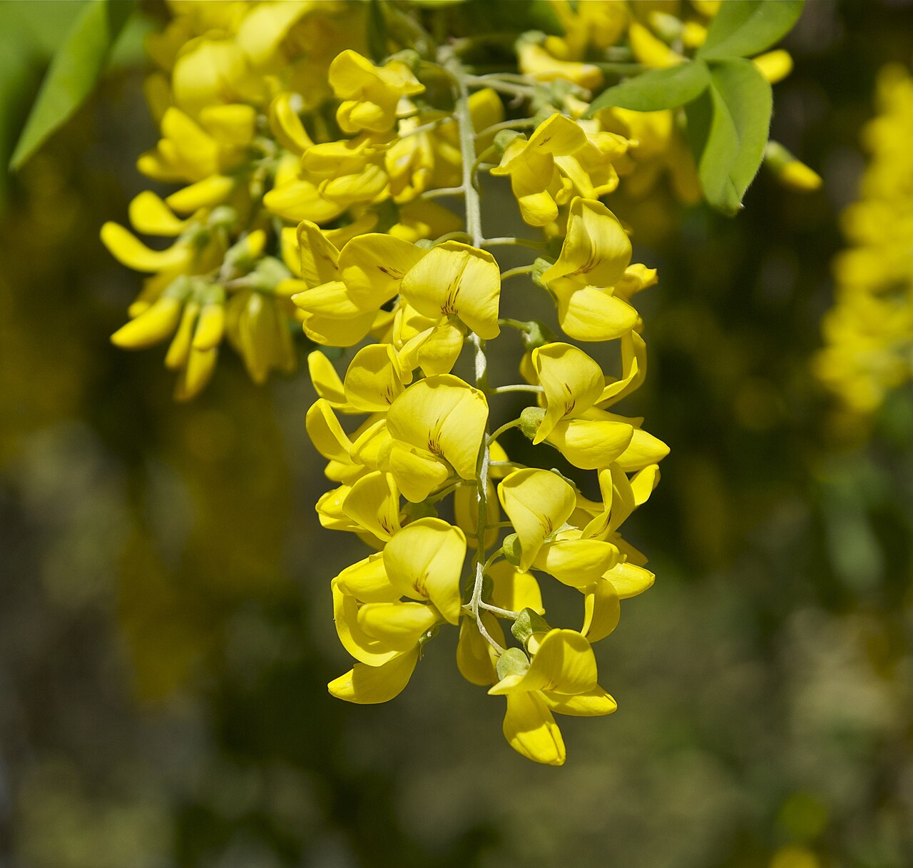 Laburnum anagyroides