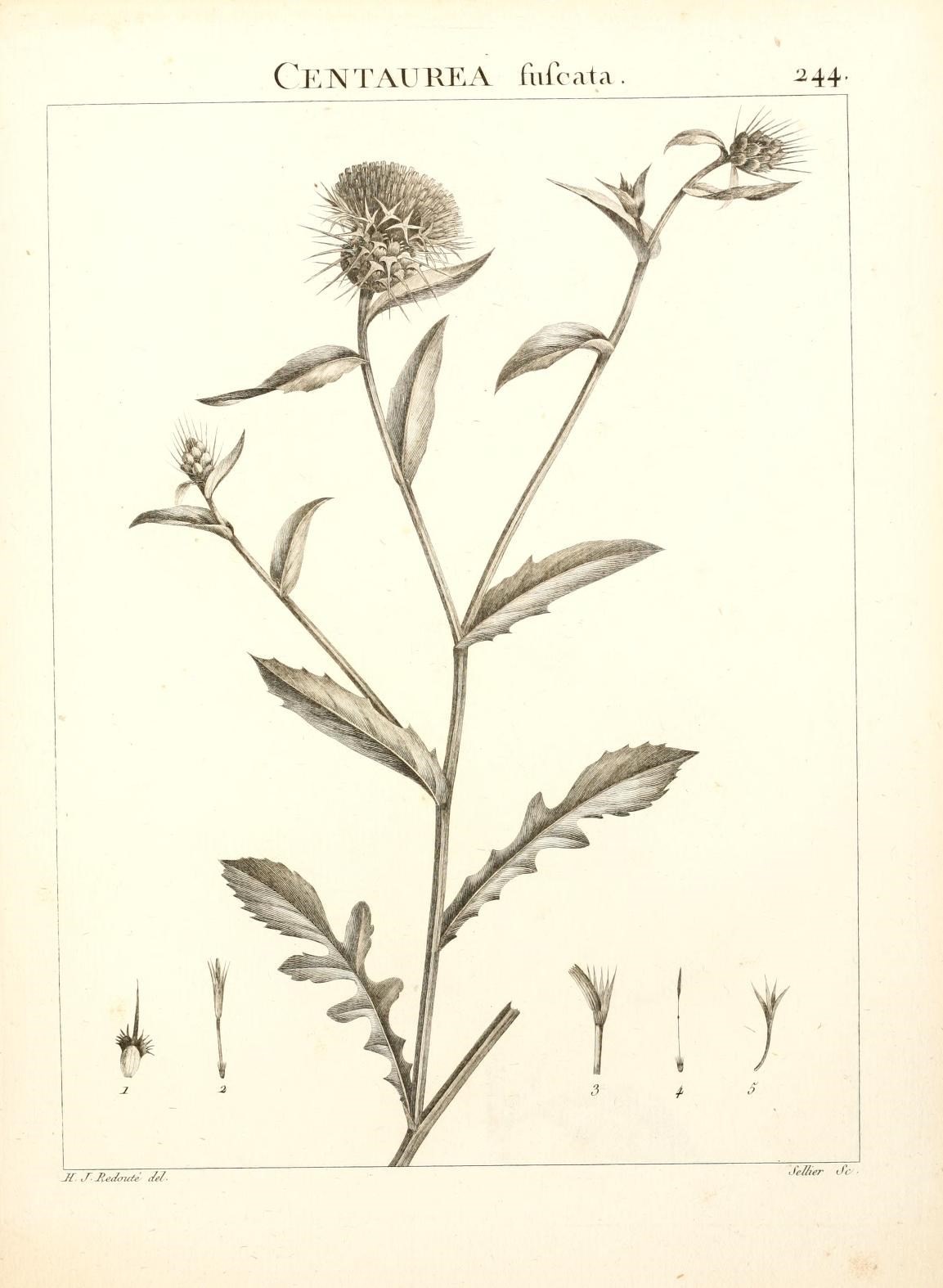 Centaurea atlantica