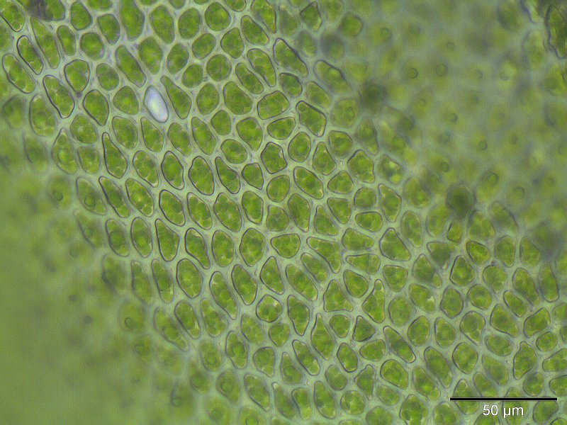 Aulacomnium palustre