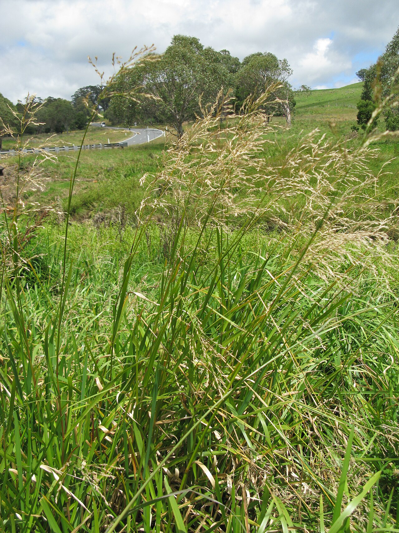 Glyceria maxima