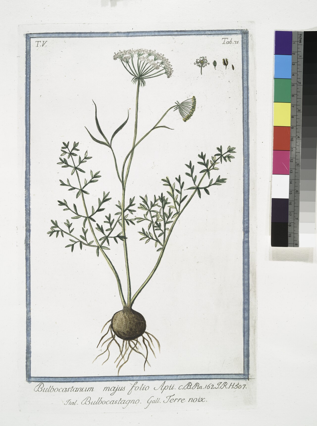 Bunium majus