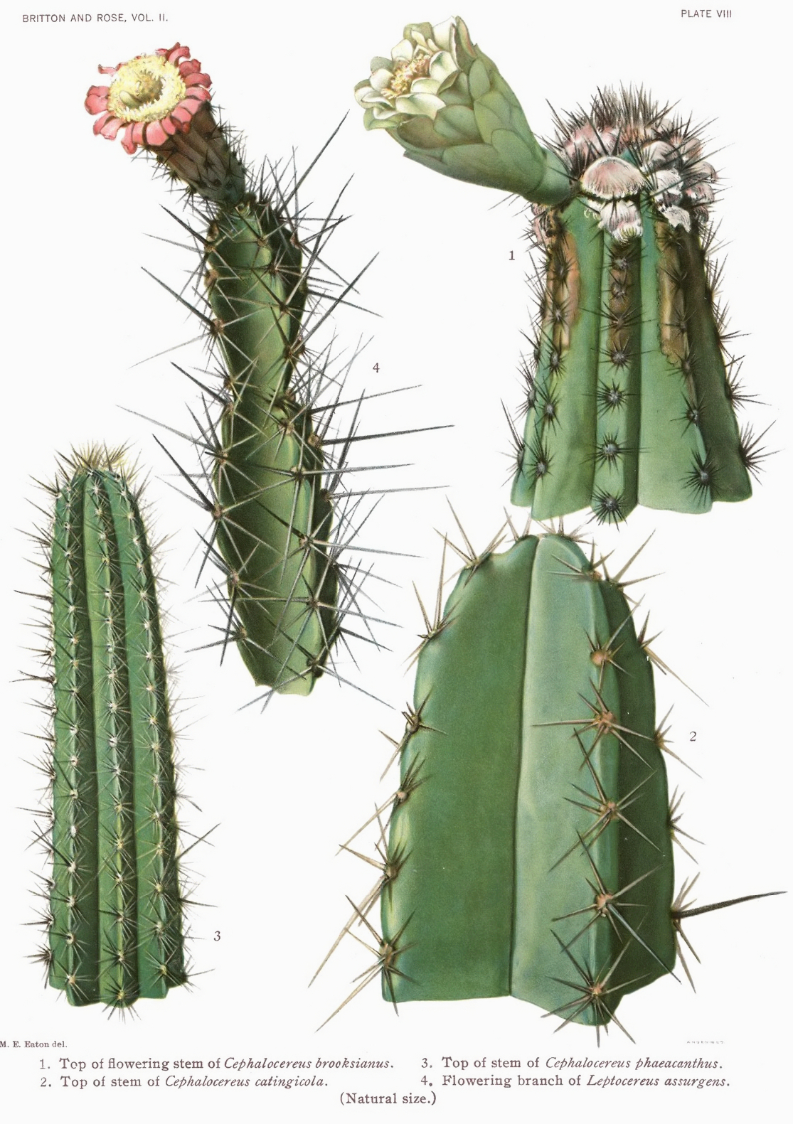Cephalocereus robustus