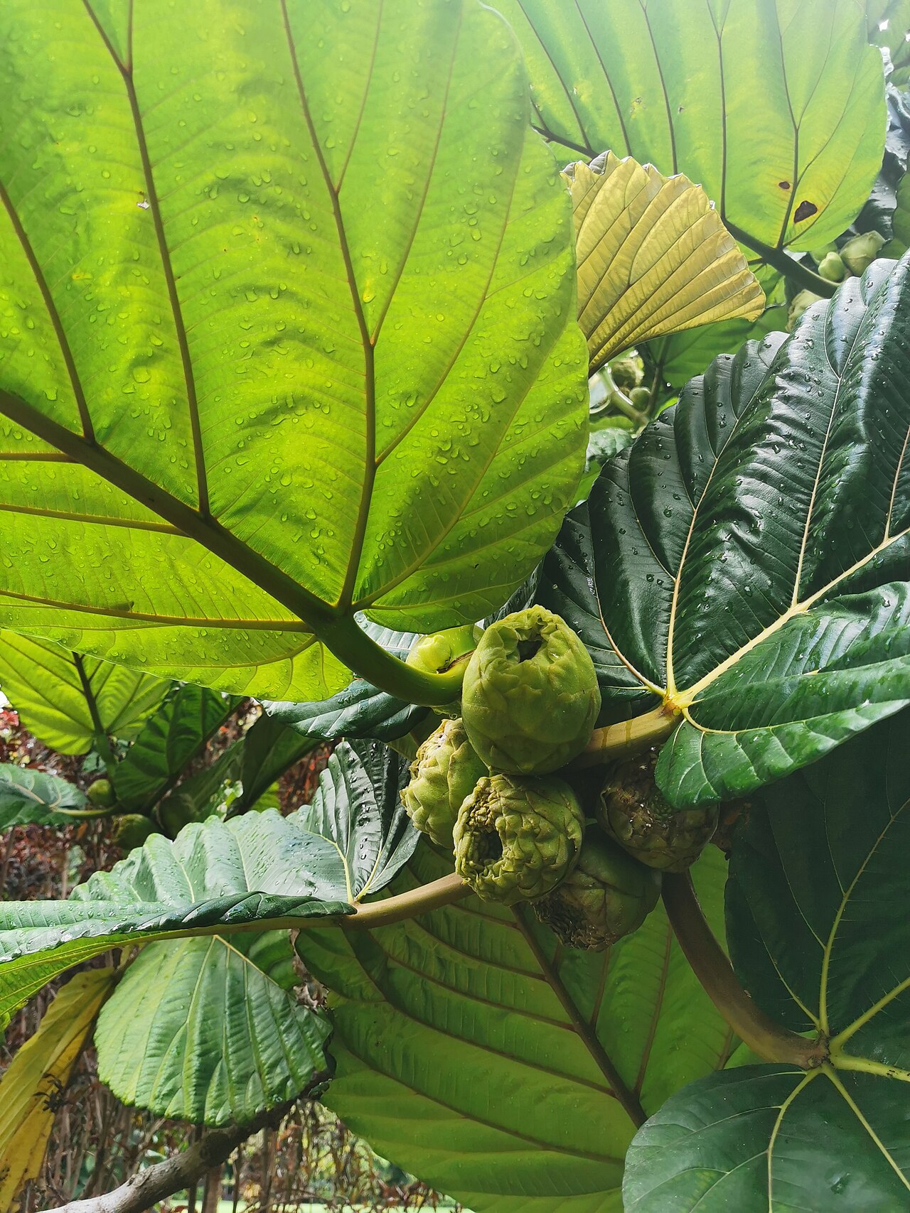 Ficus dammaropsis