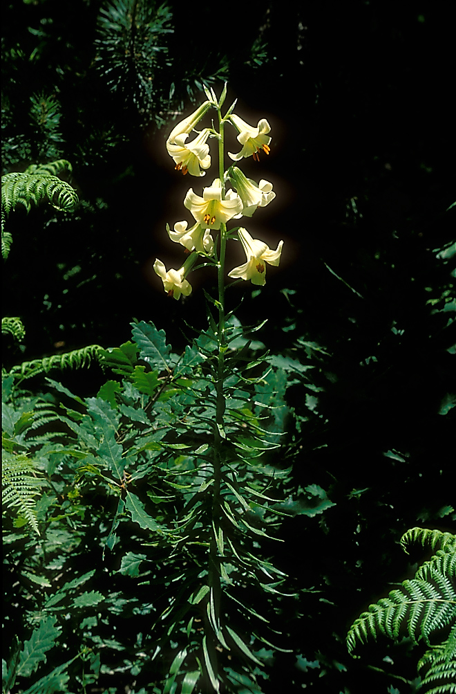 Lilium akkusianum