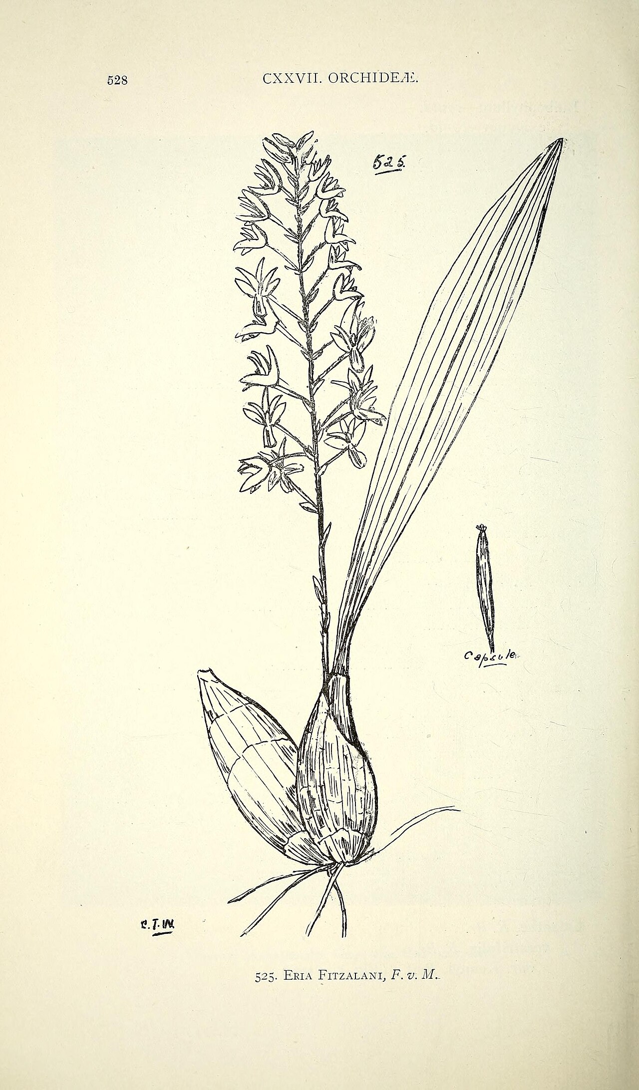 Blotched pineapple orchid
