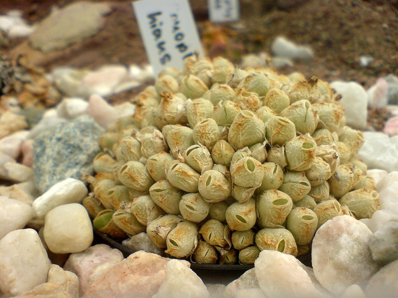 Conophytum hians