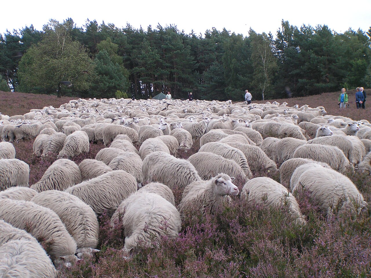 White Polled Heath