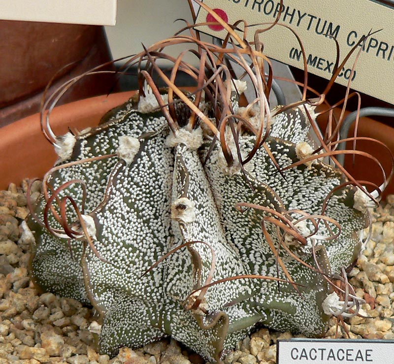 Astrophytum capricorne