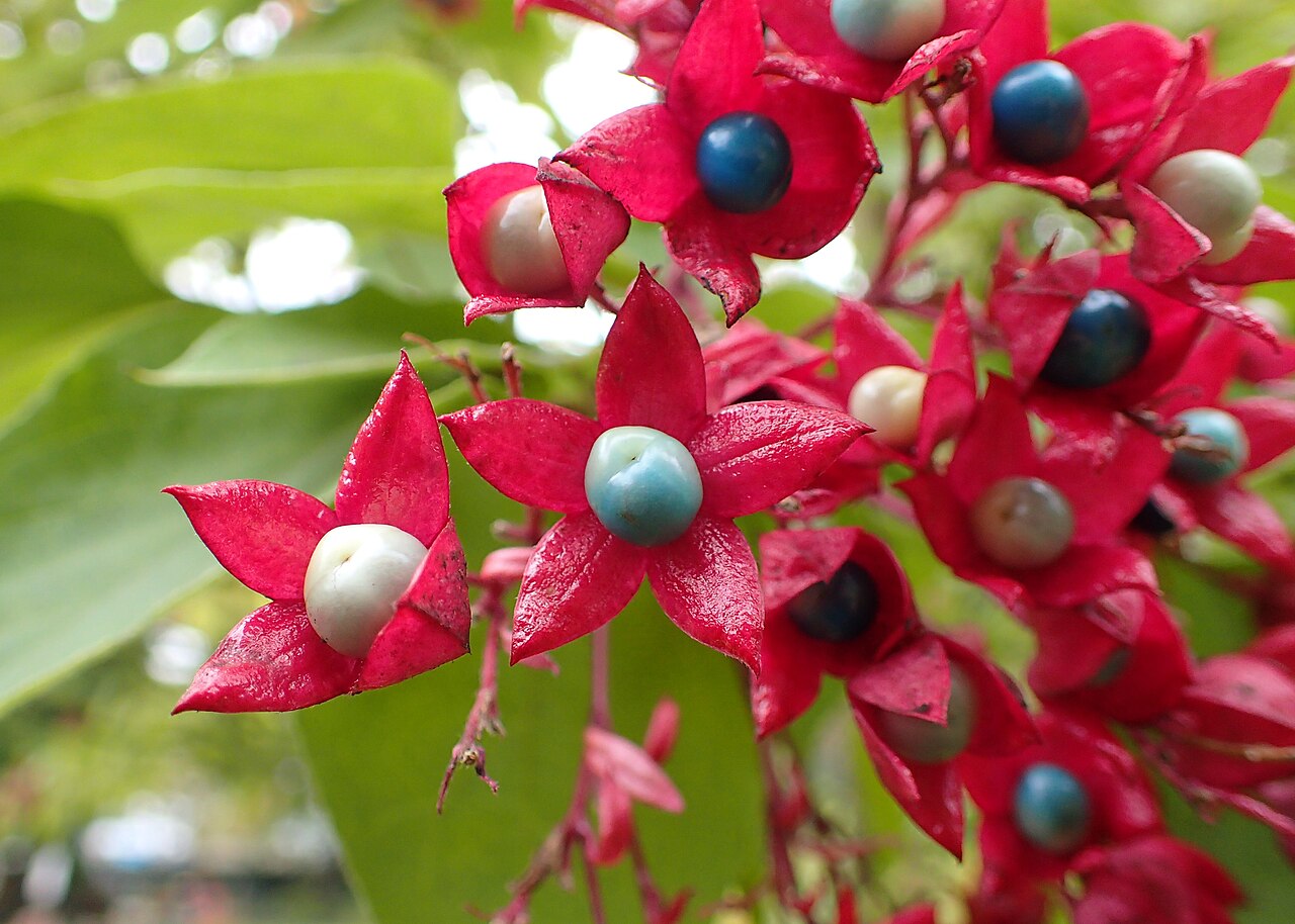 Clerodendrum trichotomum