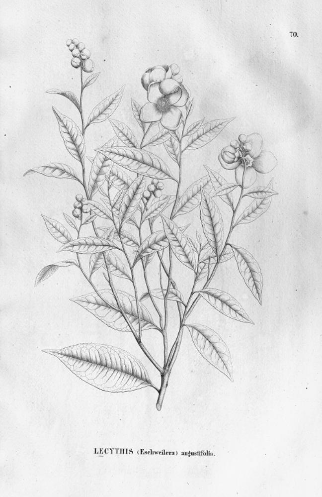 Eschweilera compressa