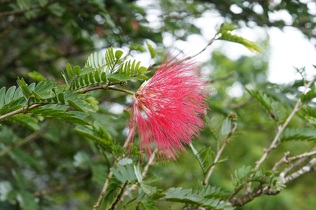 Calliandra haematocephala