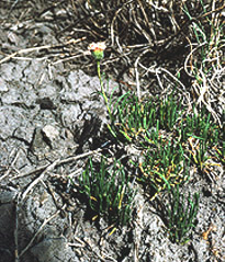 Erigeron compactus