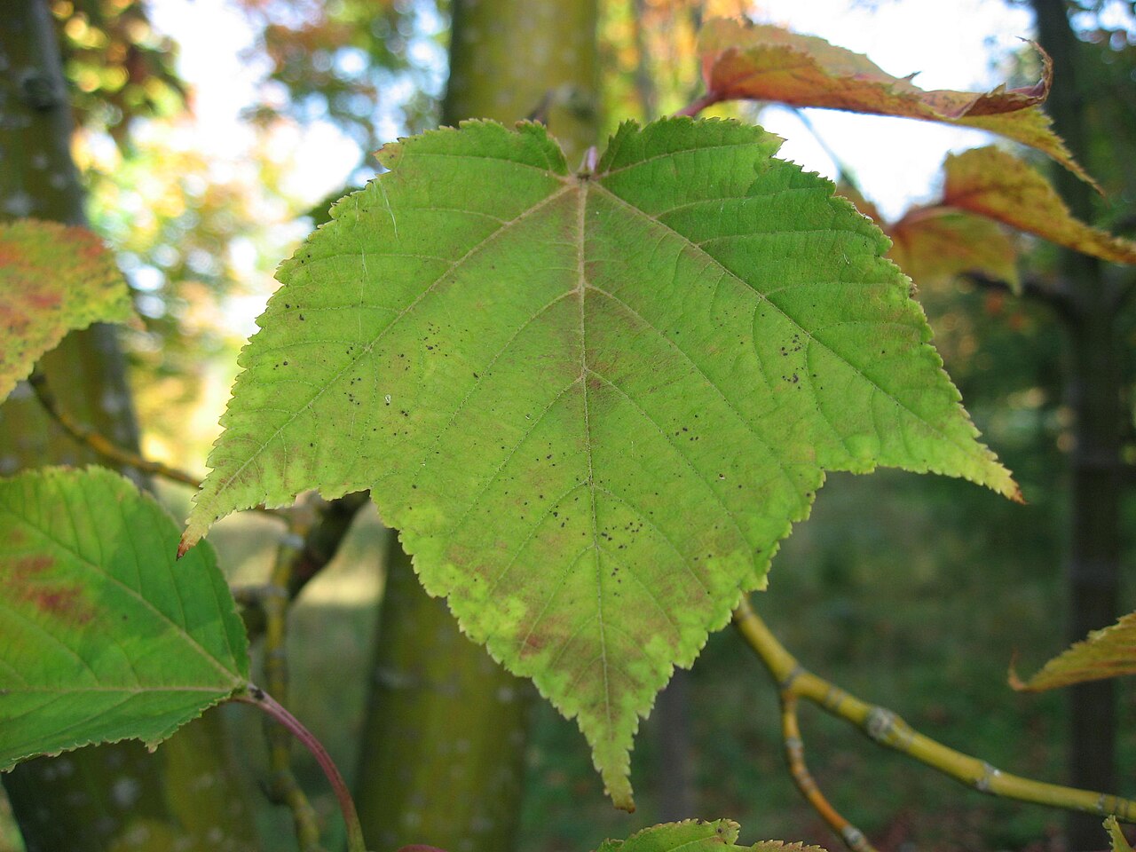 Acer latahense