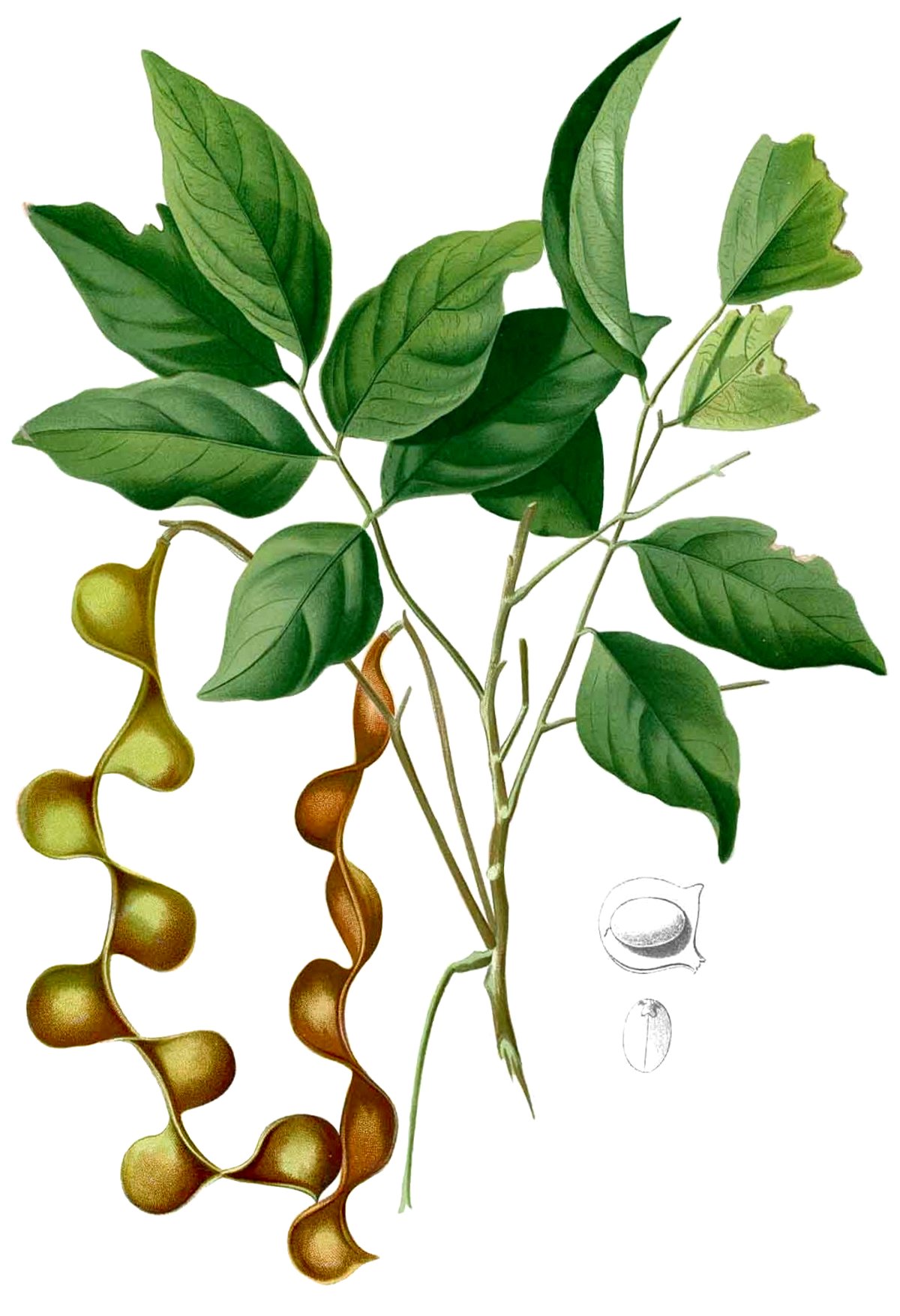 Archidendron scutiferum