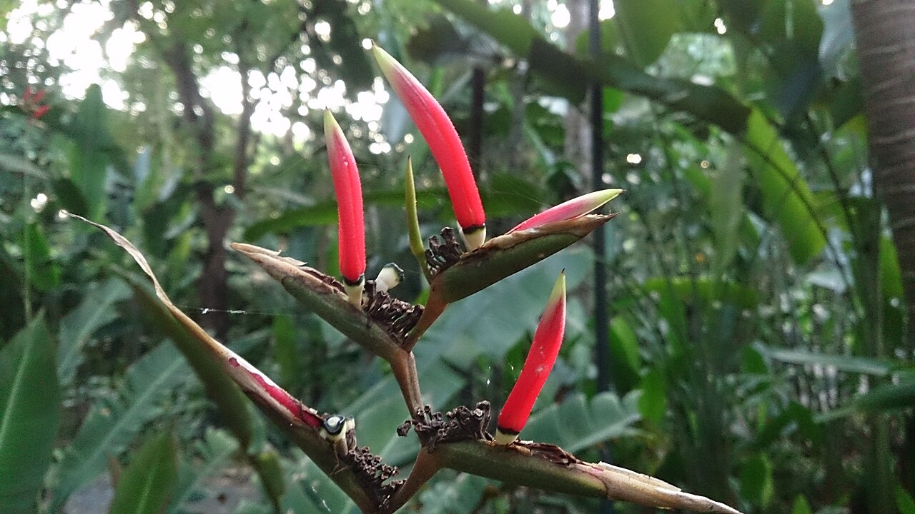 Heliconia metallica