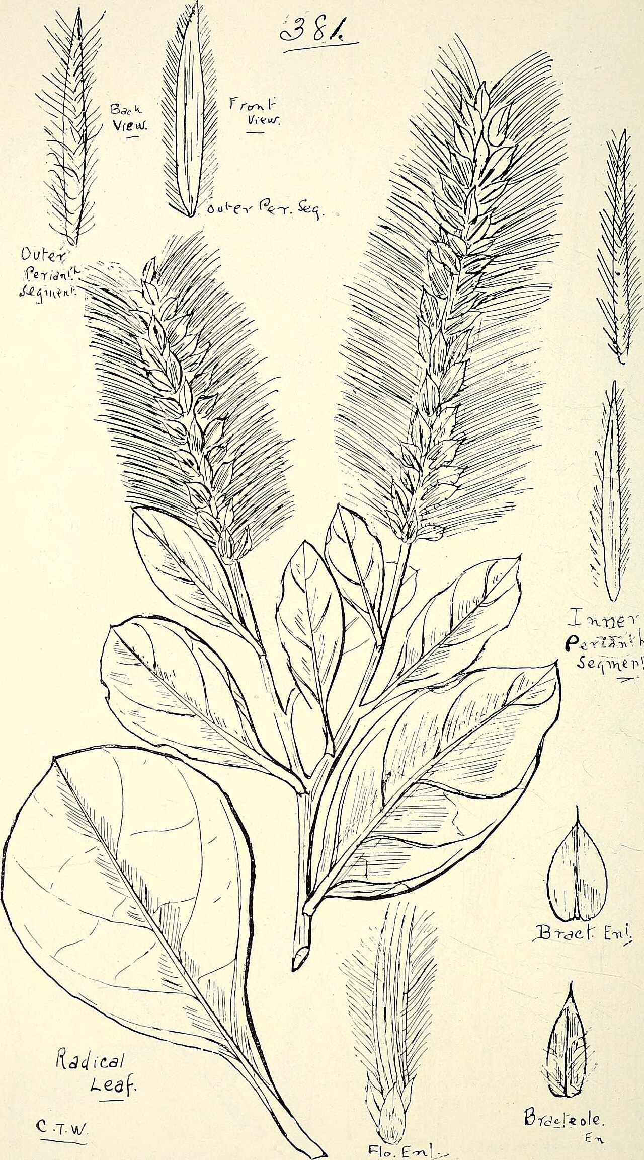 Ptilotus leucocoma