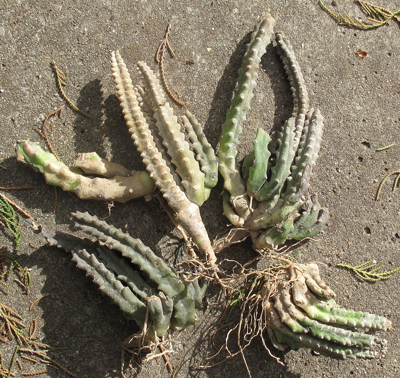 Caralluma