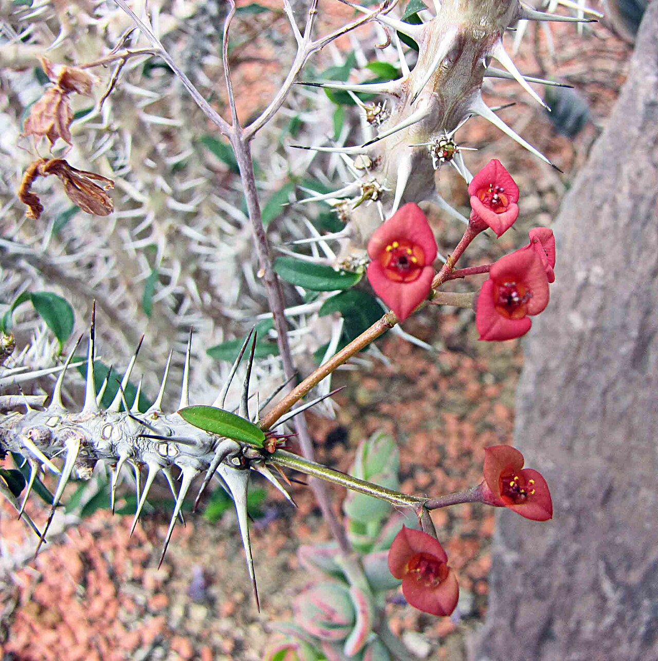 Euphorbia delphinensis