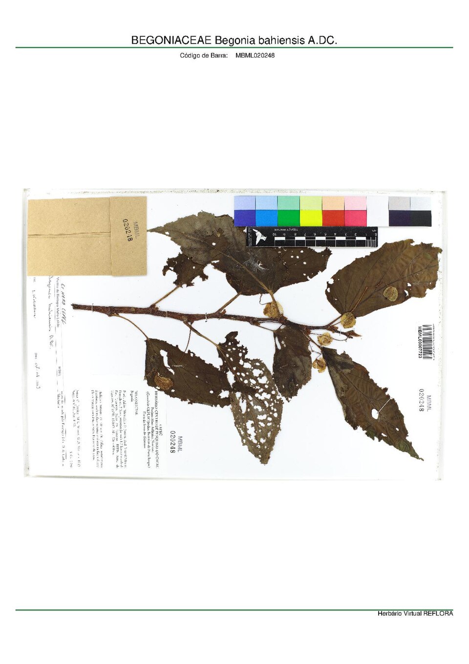 Begonia bahiensis