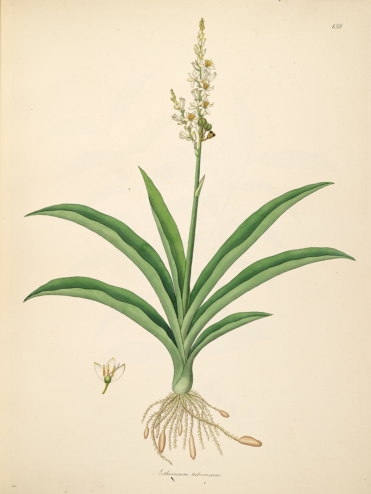 Chlorophytum tuberosum