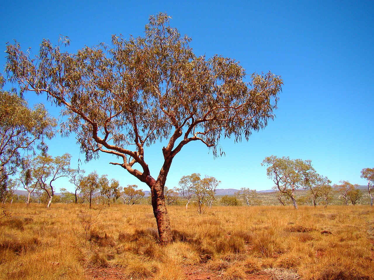Corymbia terminalis