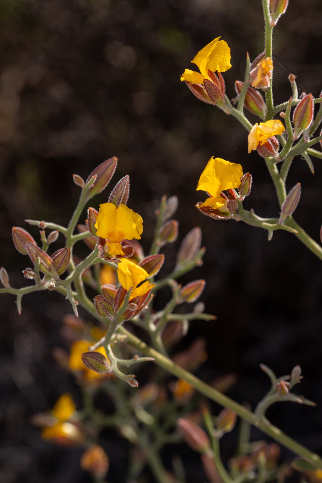 Jacksonia macrocalyx