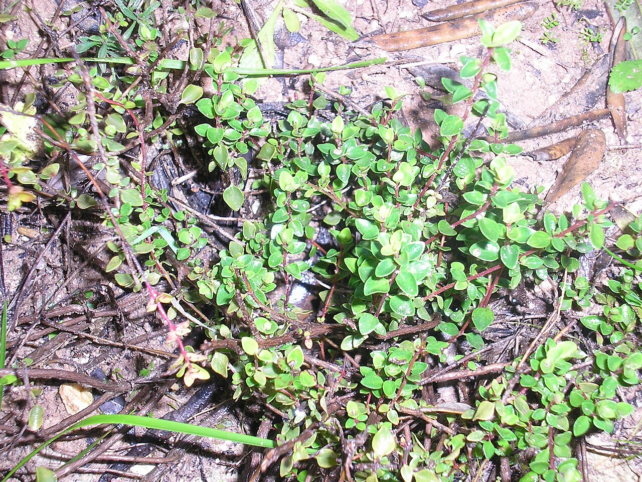 Thymus piperella