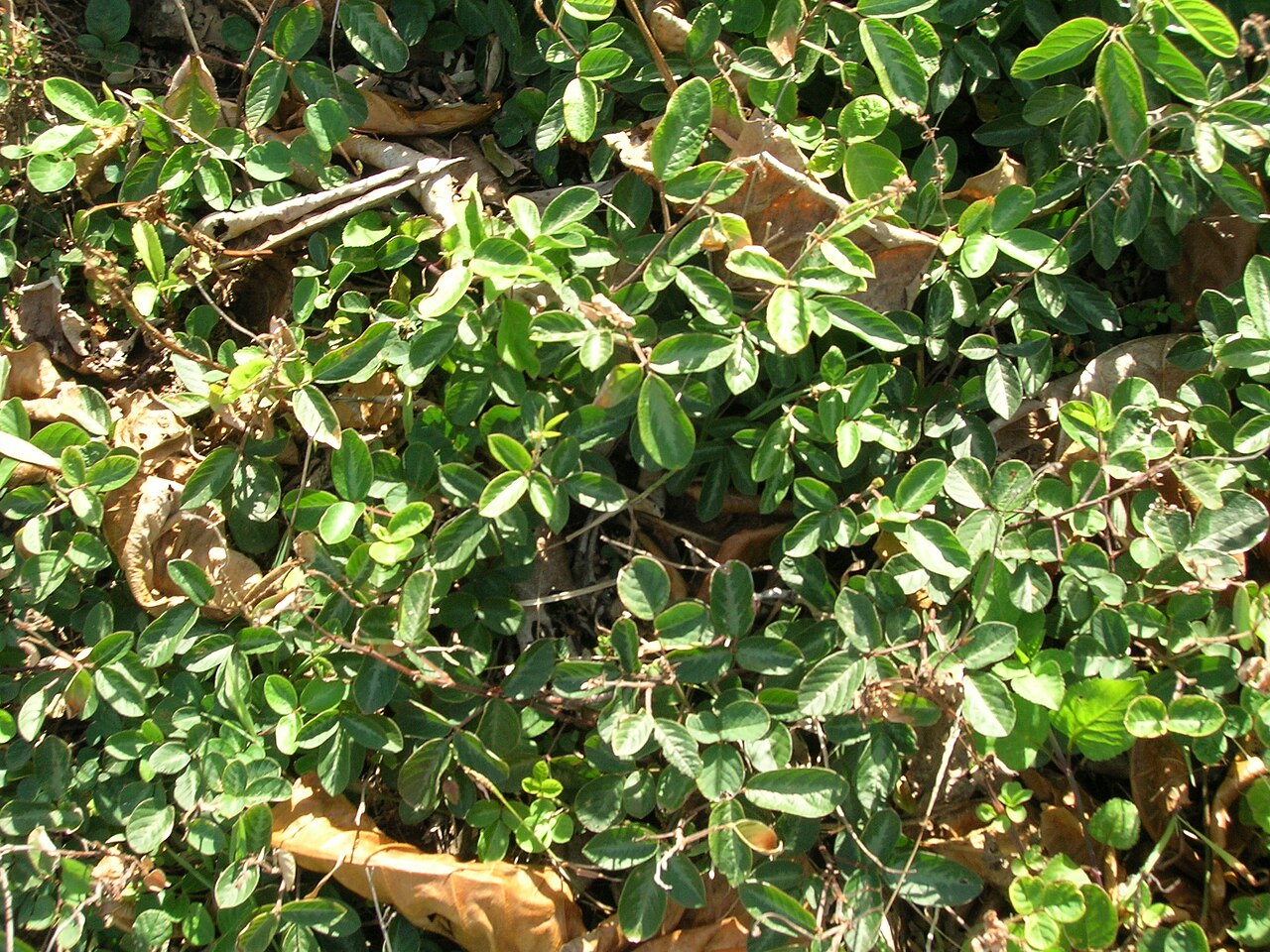Desmodium incanum