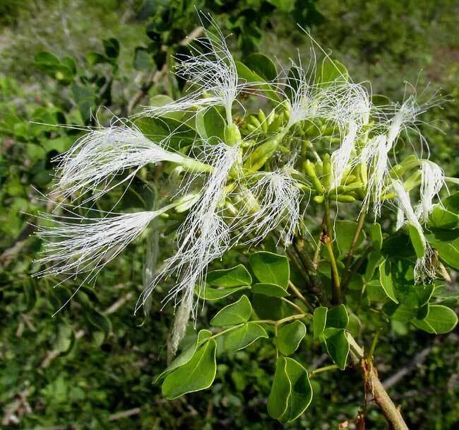 Havardia platyloba