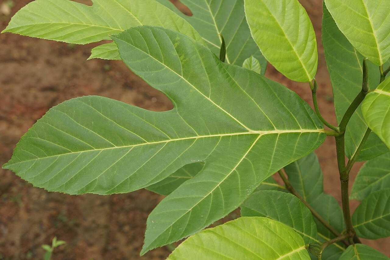 Artocarpus hirsutus