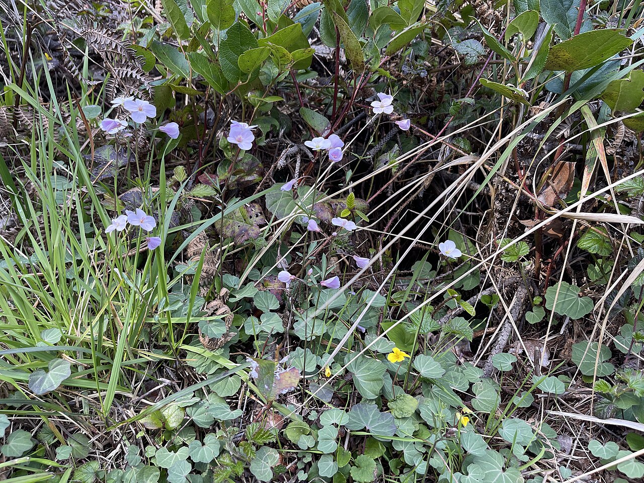Cardamine nuttallii
