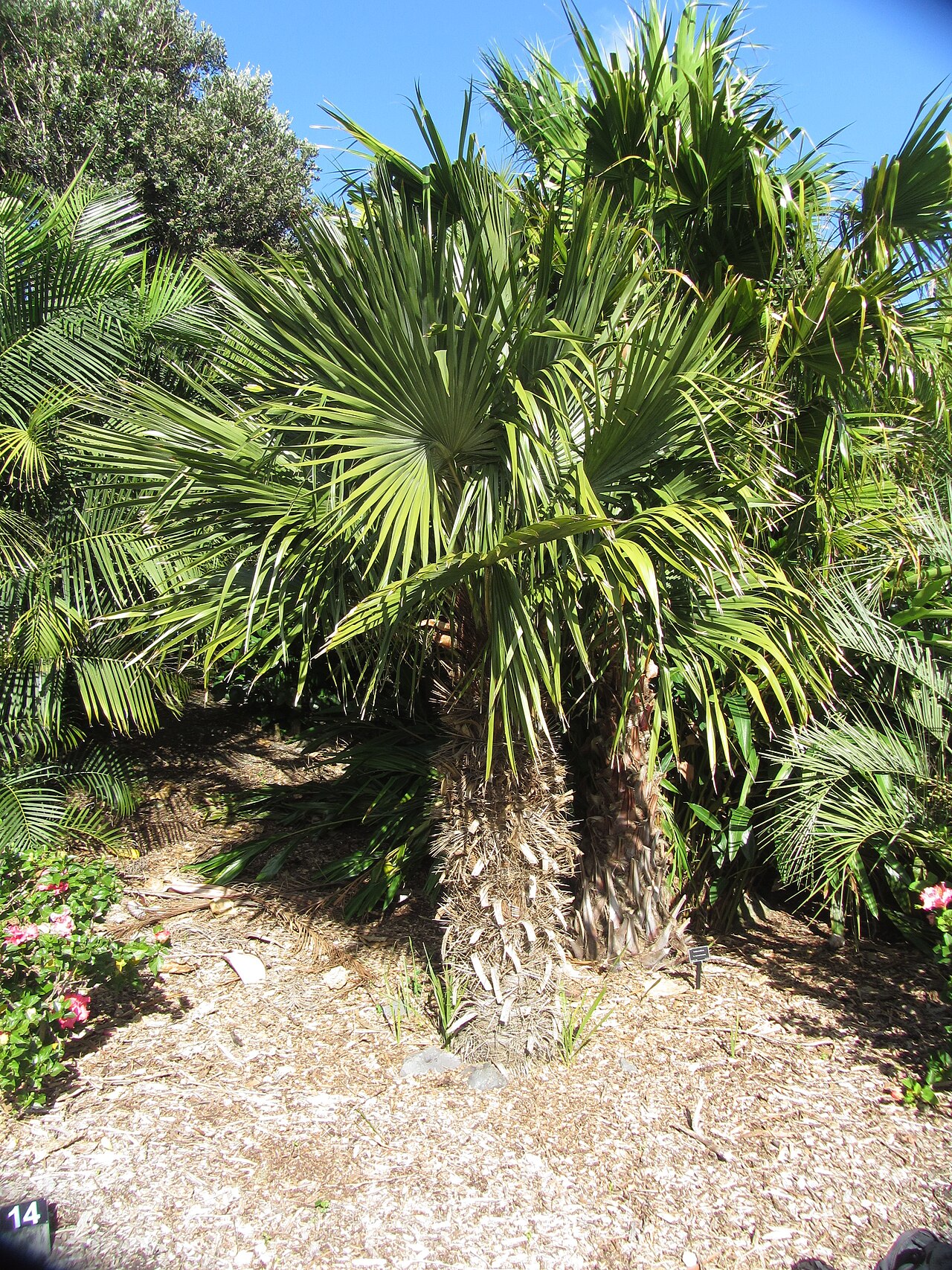 Trithrinax brasiliensis