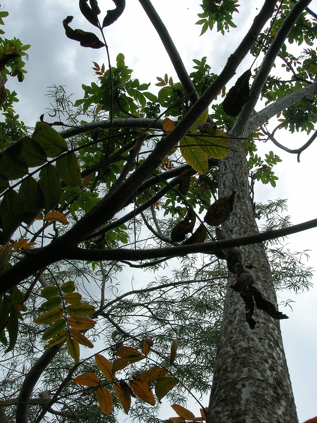 Rhus sandwicensis