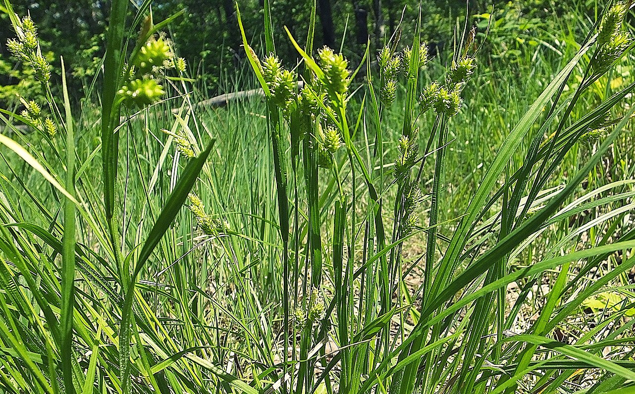 Carex pallescens