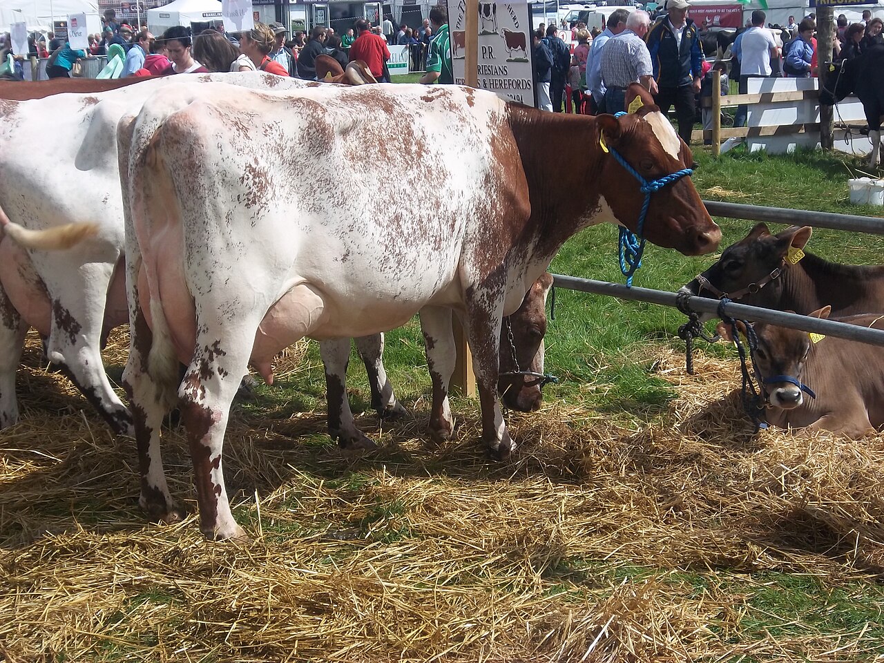 Dairy Shorthorn