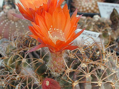 Echinopsis tegeleriana