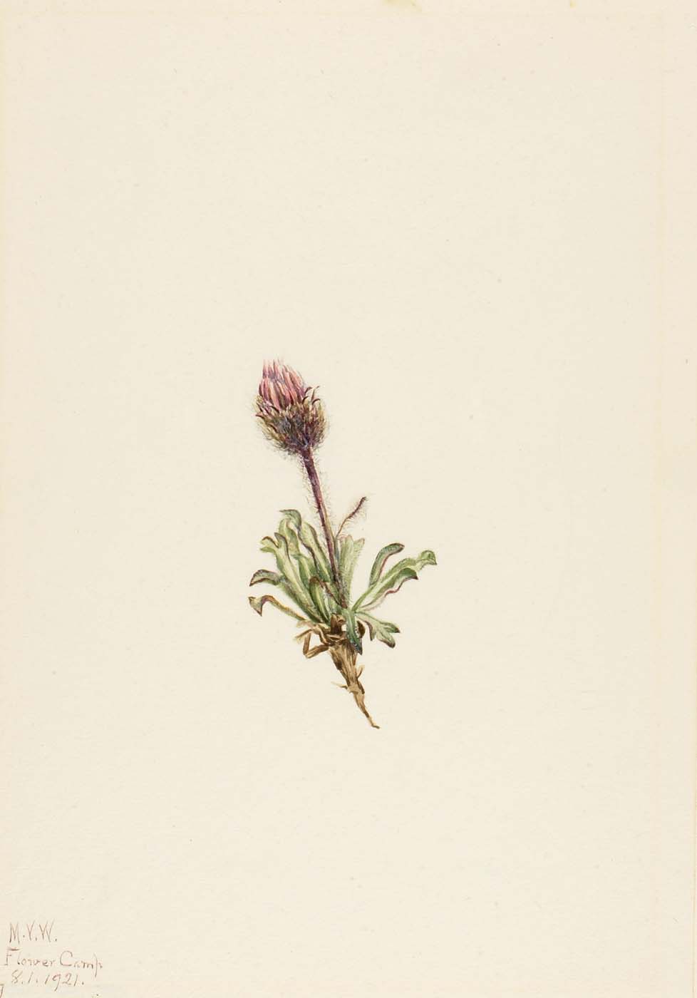 Erigeron lanatus