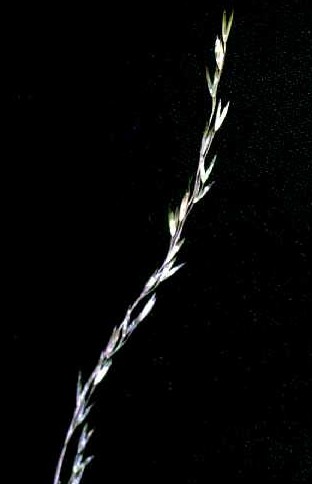 Deschampsia elongata