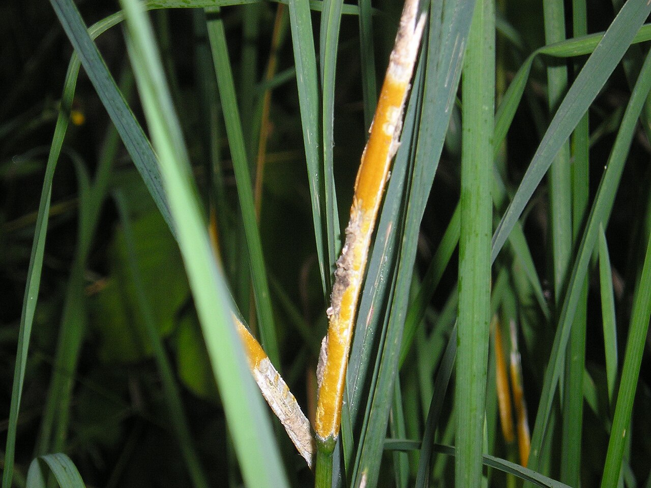 Epichloe typhina
