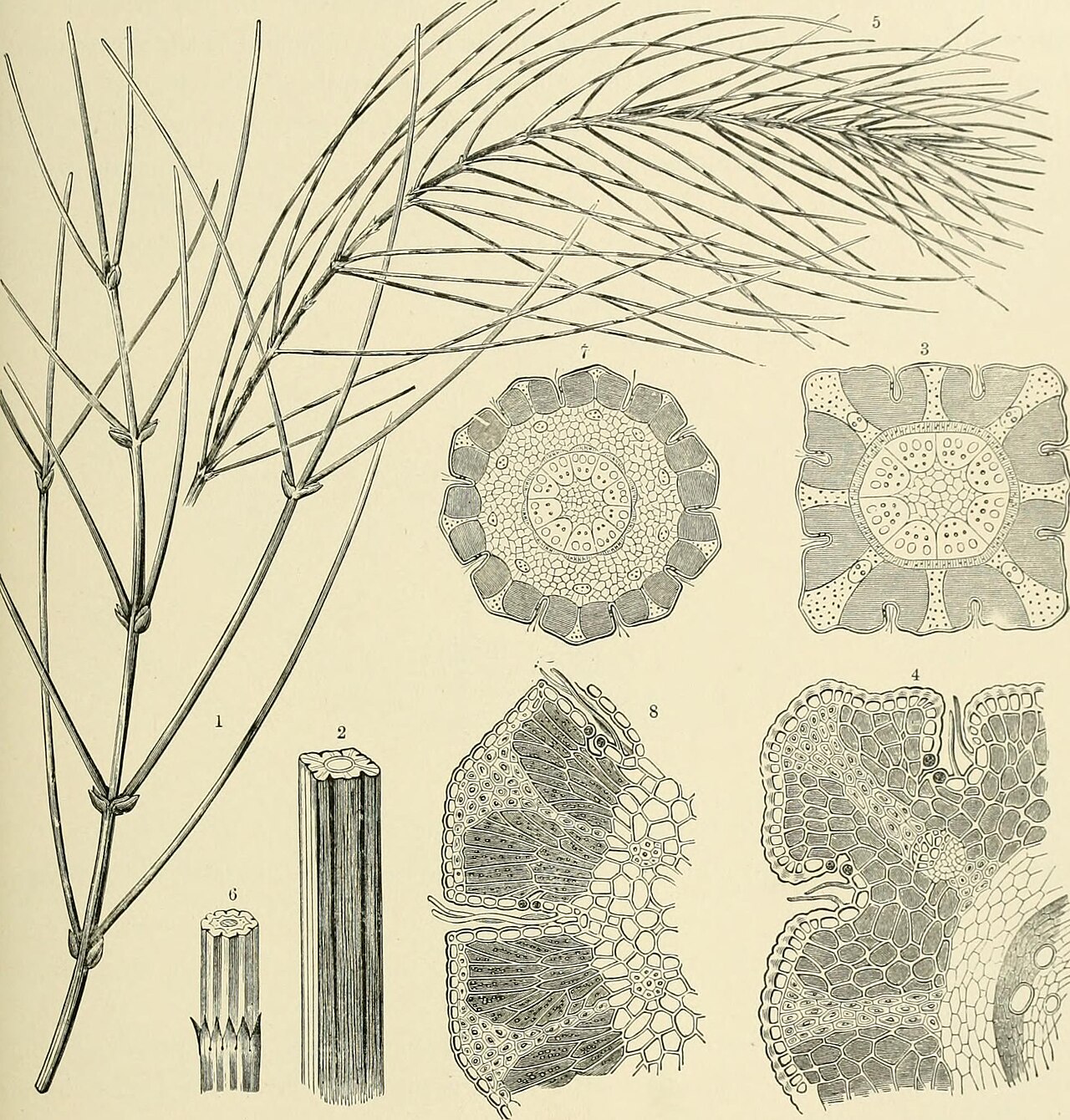 Genista ephedroides