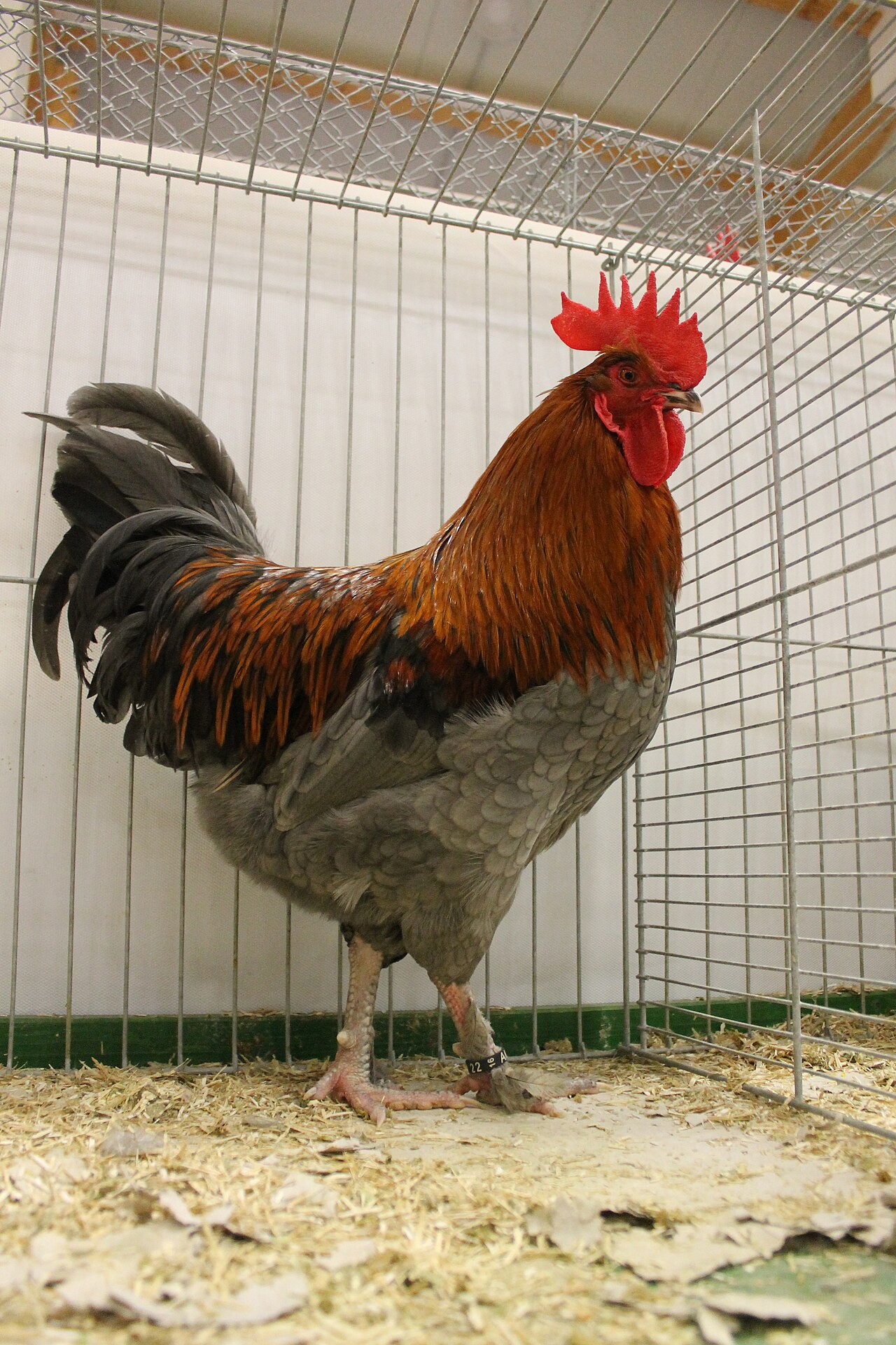 Marans
